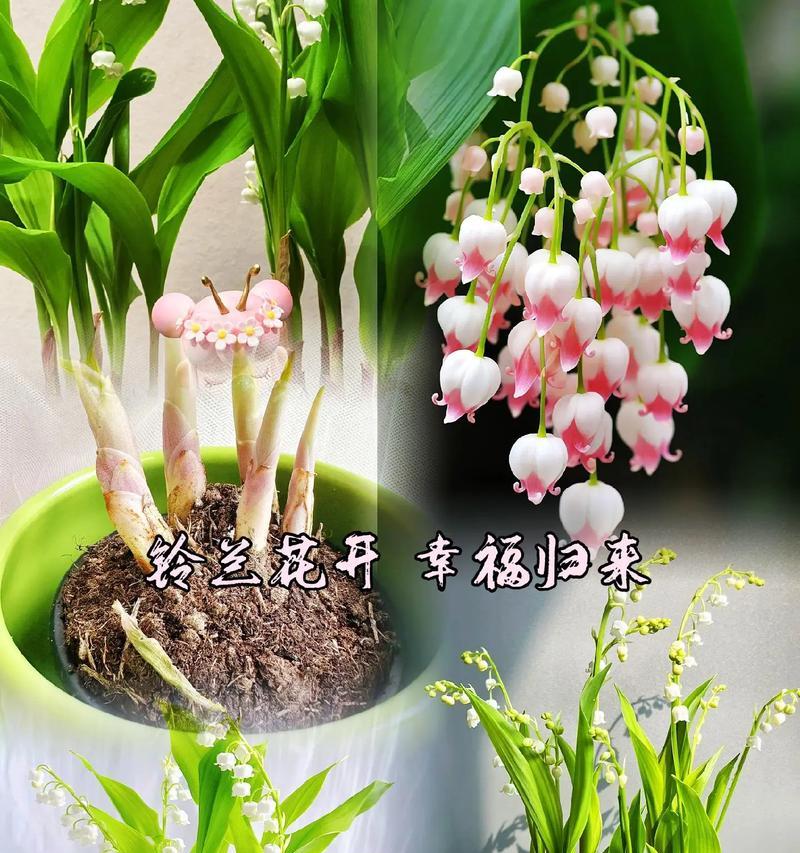 手捧花放入花瓶有何特殊含义？摆放方式有何讲究？
