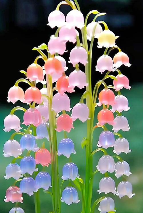 哪种花寓意着幸福？如何通过花表达对幸福的向往？