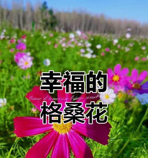 哪种花寓意着幸福？如何通过花表达对幸福的向往？