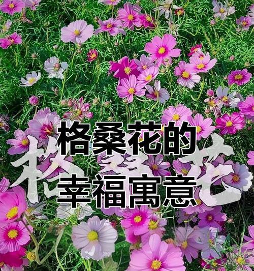哪种花寓意着幸福？如何通过花表达对幸福的向往？