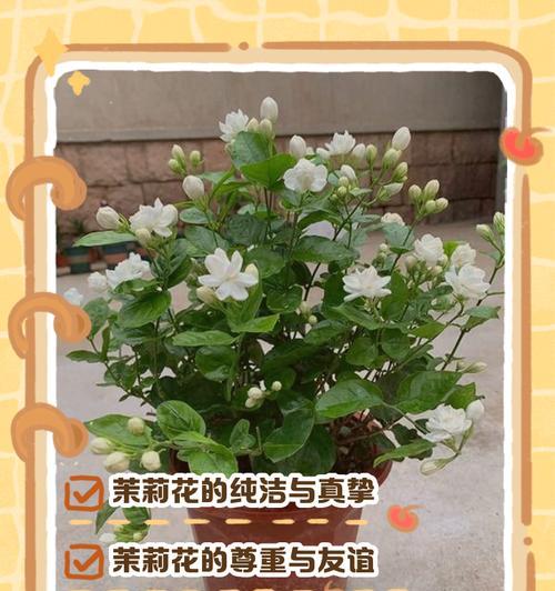 绿色花的花语和寓意是什么？