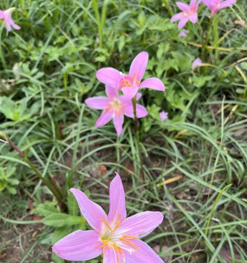 绿色花的花语和寓意是什么？
