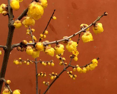 鄢陵腊梅节的花语是什么？它有何特别含义？