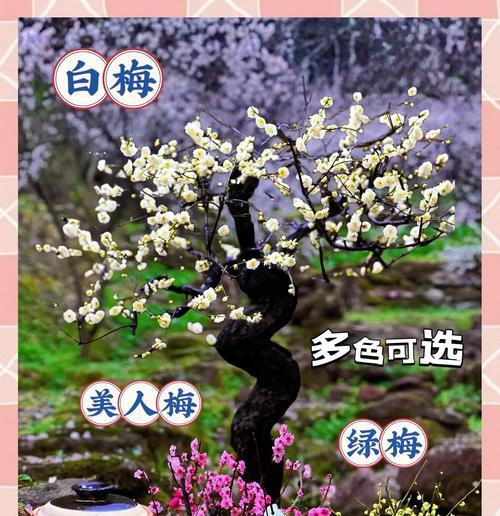 鄢陵腊梅节的花语是什么？它有何特别含义？