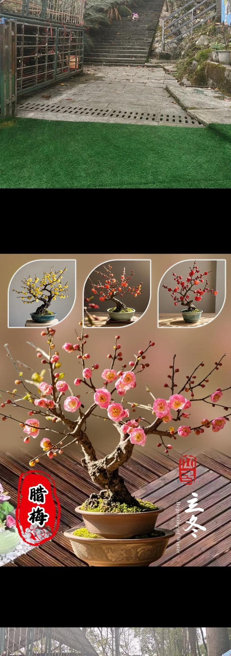 鄢陵腊梅节的花语是什么？它有何特别含义？