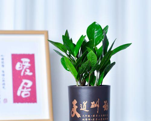 哪些花具有招财健康寓意？如何用花卉来招财纳福？