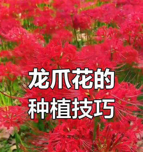 彼岸花寓意吉祥吗？彼岸花的象征意义是什么？