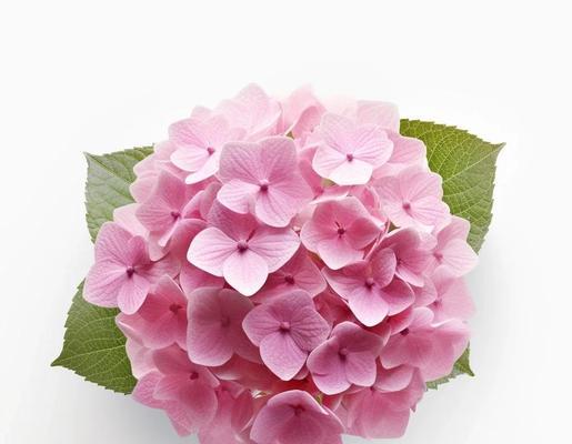 花色有哪些寓意？不同颜色的花代表什么？