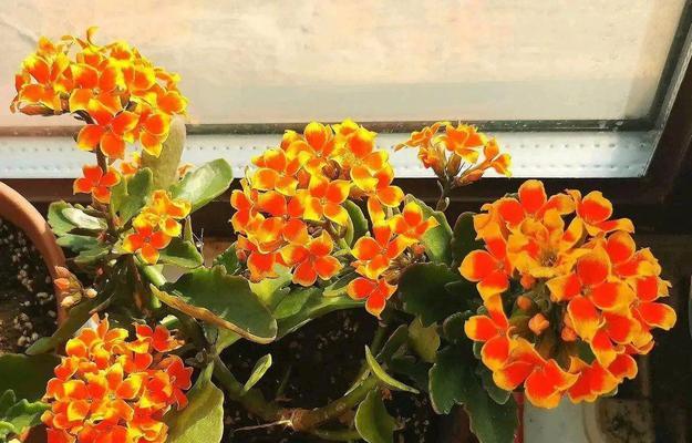 花色有哪些寓意？不同颜色的花代表什么？