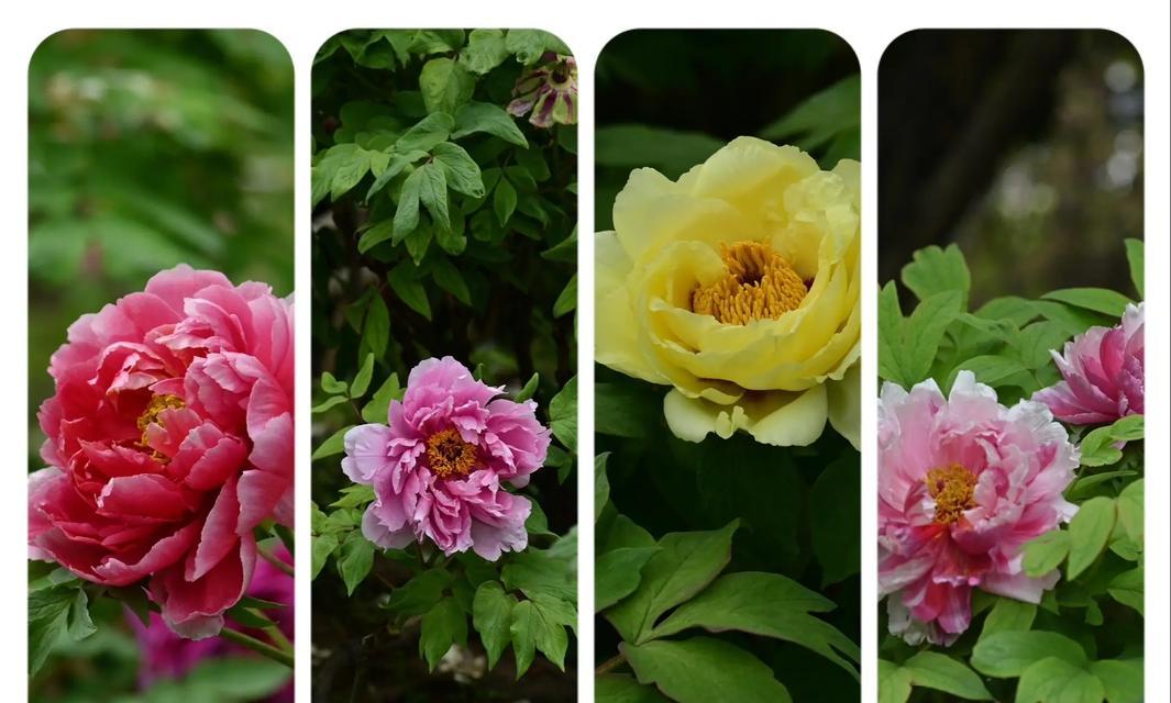 花色有哪些寓意？不同颜色的花代表什么？