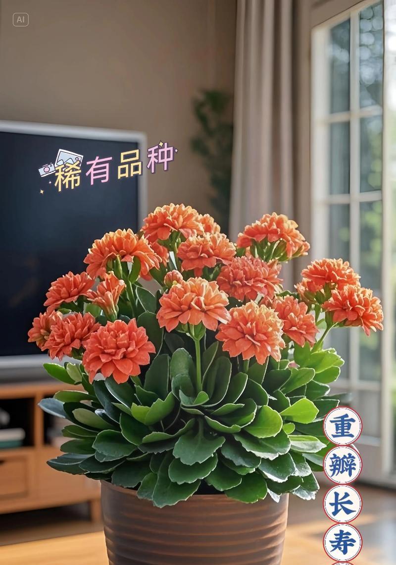 什么花代表长寿和活力？