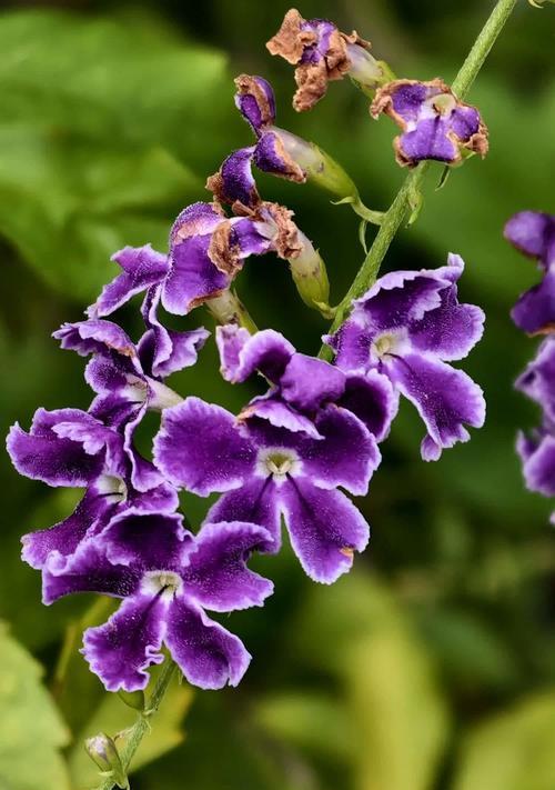 紫色花语开线是什么意思？紫色花卉的寓意有哪些？