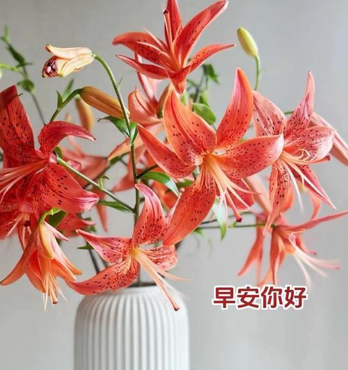 哪种花寓意祝福早日健康？