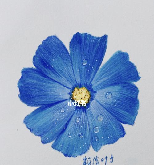 蓝色时钟花的寓意是什么？它们象征着什么？