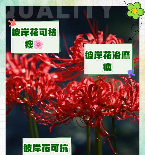 手捧彼岸花有何寓意？