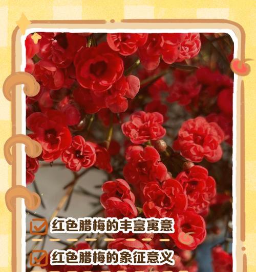 红色鸳鸯代表的花是什么？红色鸳鸯花的寓意有哪些？