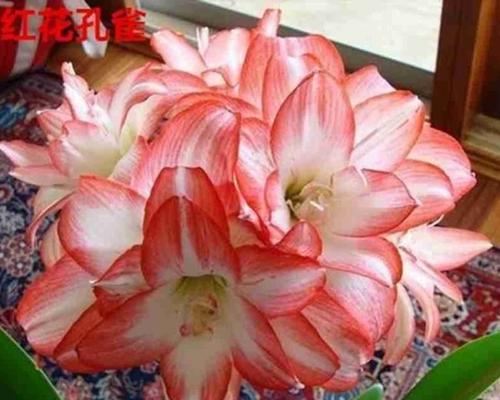 红色鸳鸯代表的花是什么？红色鸳鸯花的寓意有哪些？