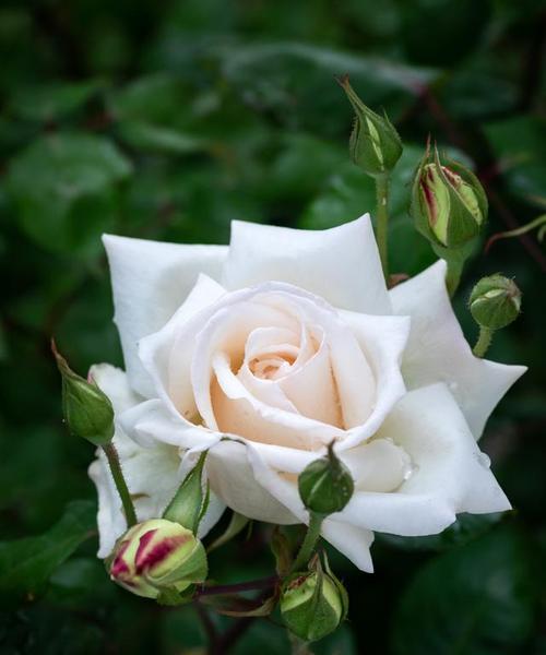 养白色花有什么不好寓意吗？白色花在花语中通常代表什么？