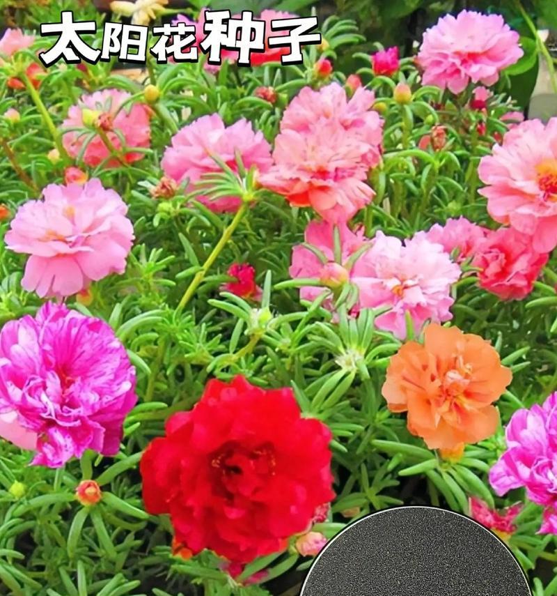 七种颜色的花各自代表了什么？