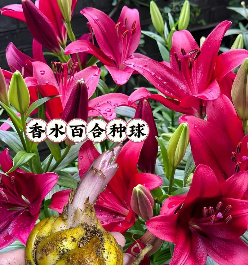 七种颜色的花各自代表了什么？
