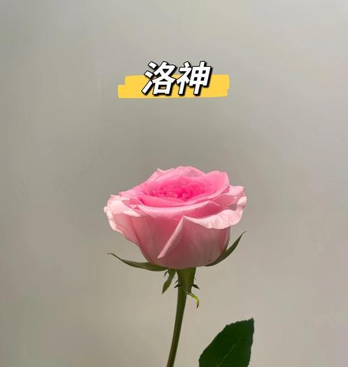 玫瑰花的含义是什么？花语传说有哪些？