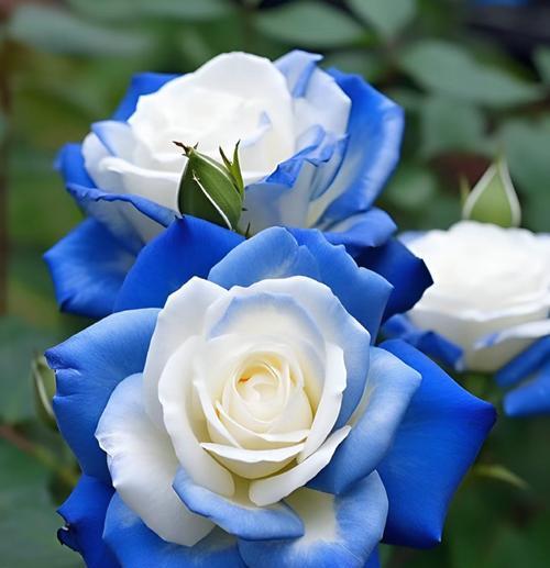 玫瑰花的含义是什么？花语传说有哪些？
