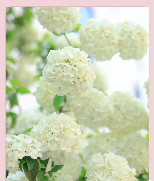 白色木绣球花有什么意义？木绣球花的寓意是什么？
