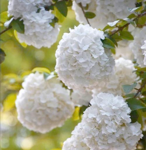 白色木绣球花有什么意义？木绣球花的寓意是什么？