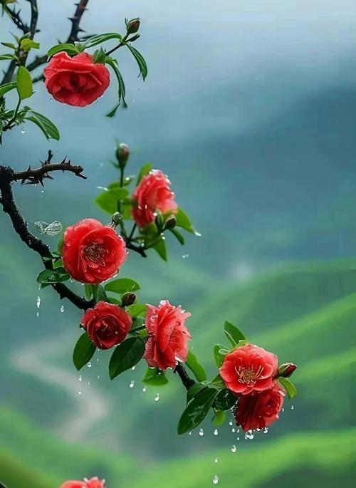 六色玫瑰花在拜观音时代表什么？六色玫瑰花的寓意是什么？