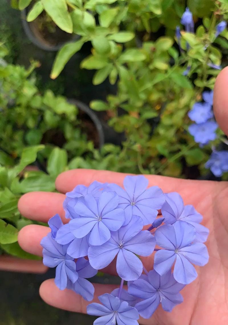 蓝色花不象征忧郁的有哪些？