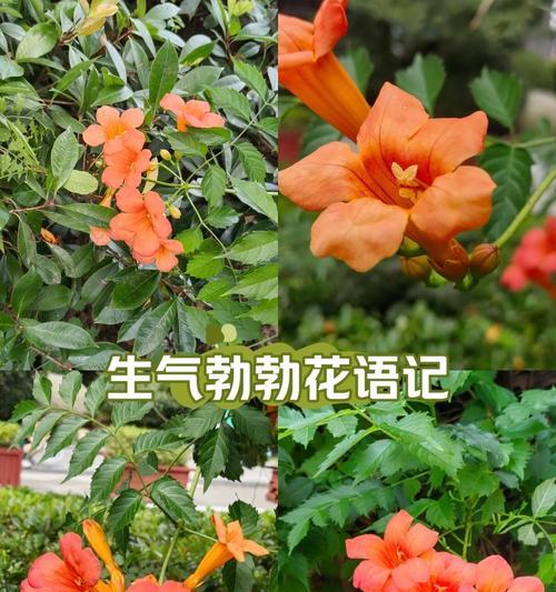 浪漫花语by是什么意思？如何理解浪漫花语by？