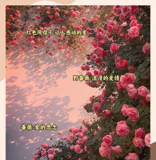 浪漫花语by是什么意思？如何理解浪漫花语by？