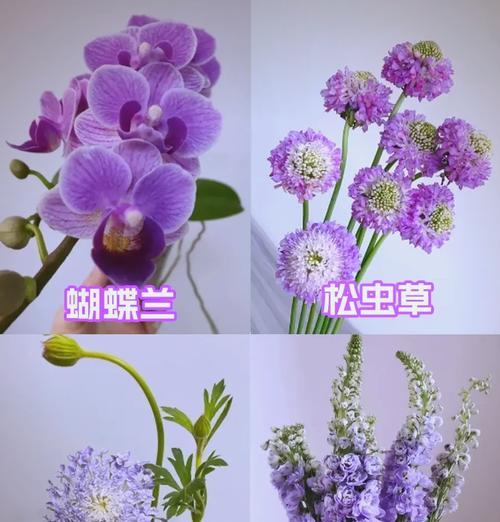 哪些花寓意好运？好运花语有哪些？