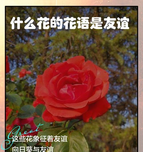 红色太阳花代表什么？它的花语有哪些？