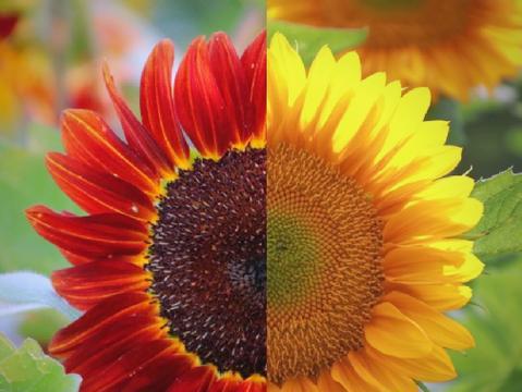 红色太阳花代表什么？它的花语有哪些？
