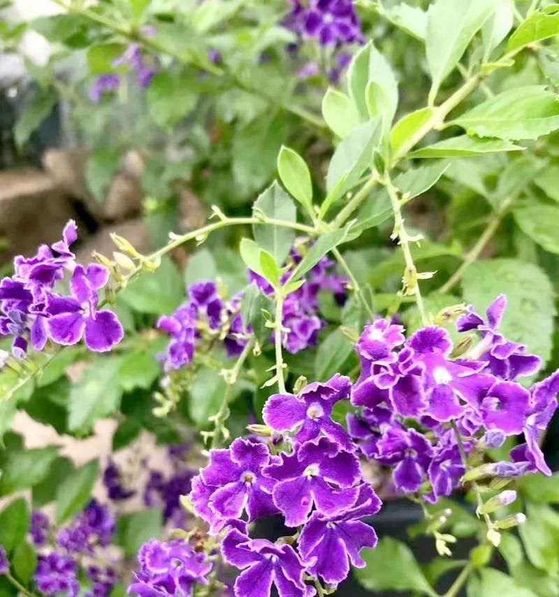 紫色花中有哪些寓意深刻的选择？