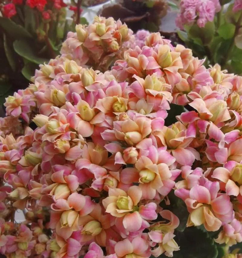 哪种花寓意平安回家？它们的象征意义是什么？