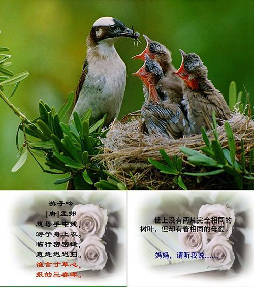 金色花象征着什么？金色花的寓意是什么？