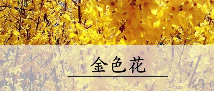 金色花象征着什么？金色花的寓意是什么？