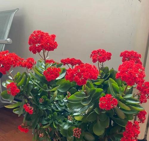寓意健康身体好的花有哪些？如何用花表达健康祝福？