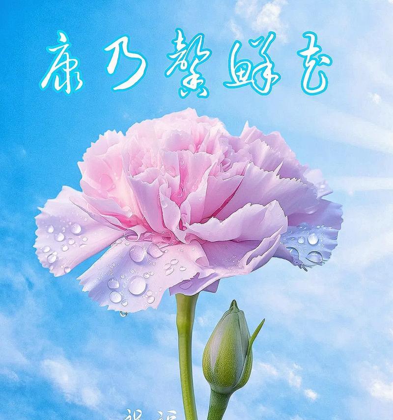 教师节送五朵花有什么特别含义？它们的花语是什么？