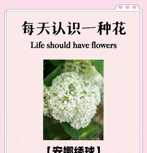 木绣球花的传统意义是什么？木绣球花的象征意义有哪些？
