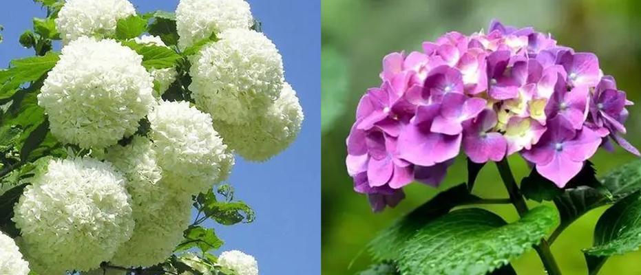 木绣球花的传统意义是什么？木绣球花的象征意义有哪些？