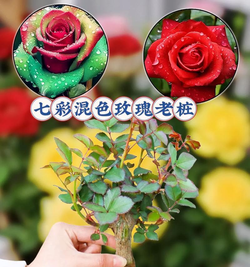染色玫瑰花代表了什么意义？