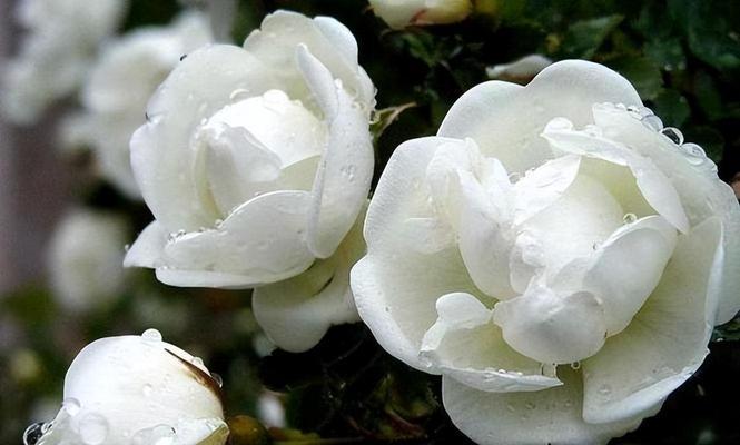 白色风雨花代表什么？花语有哪些含义？