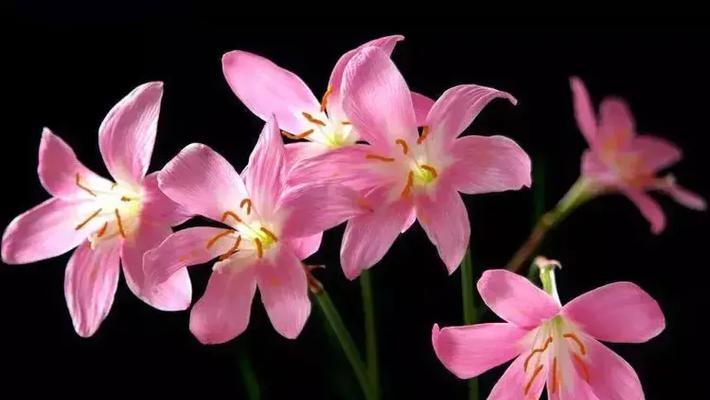 白色风雨花代表什么？花语有哪些含义？
