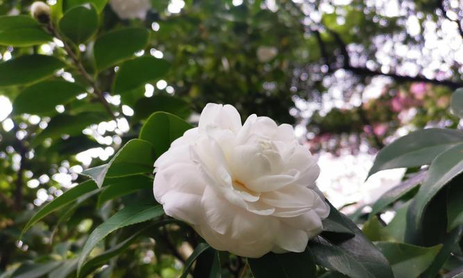 白色风雨花代表什么？花语有哪些含义？