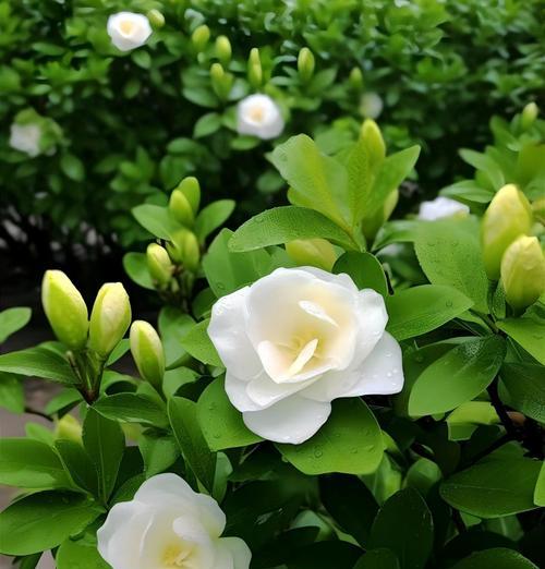 手捧栀子花代表什么寓意？栀子花的花语有哪些？