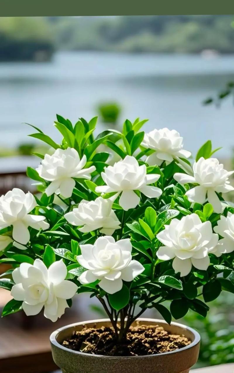 手捧栀子花代表什么寓意？栀子花的花语有哪些？