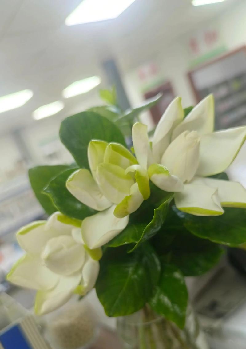 手捧栀子花代表什么寓意？栀子花的花语有哪些？